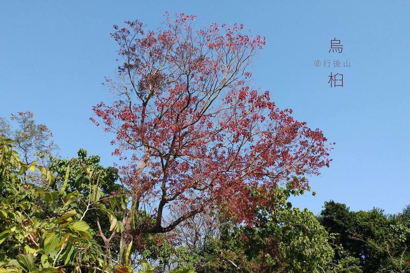 笔者家的后山有一棵高大的「红叶树,她的名字叫「乌桕「桕」读
