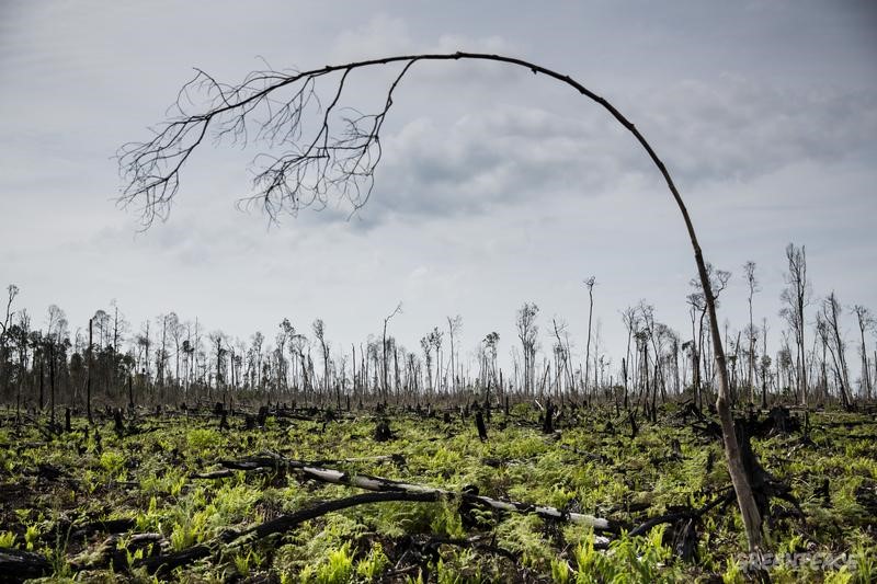 Indonesian Forests Moratorium