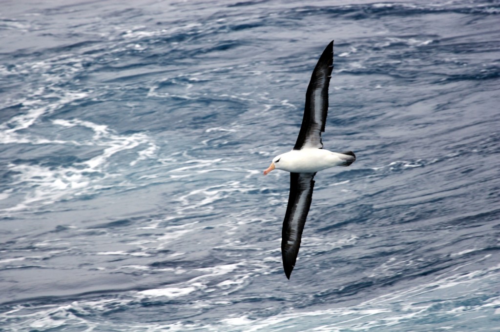 在南冰洋追風逐浪的信天翁