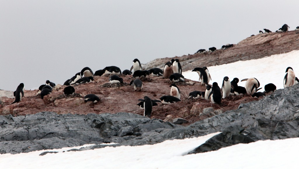 企鵝在溶雪的岩石上築巢﹔請留意，岩石原來是灰黑的，卻被企鵝糞便蓋上一片泥紅