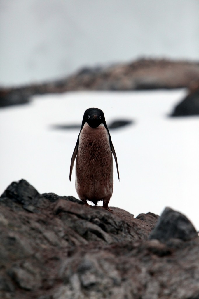 「週身屎」的阿德利企鵝