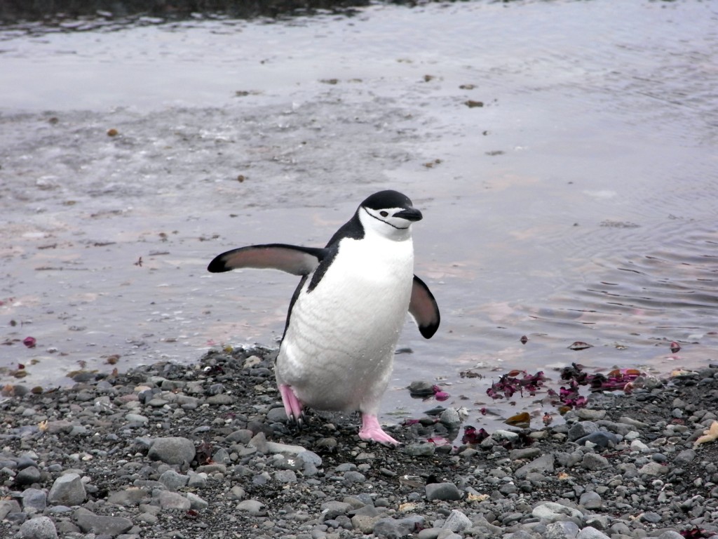 只有剛剛從海中上水的企鵝才是比較乾淨的
