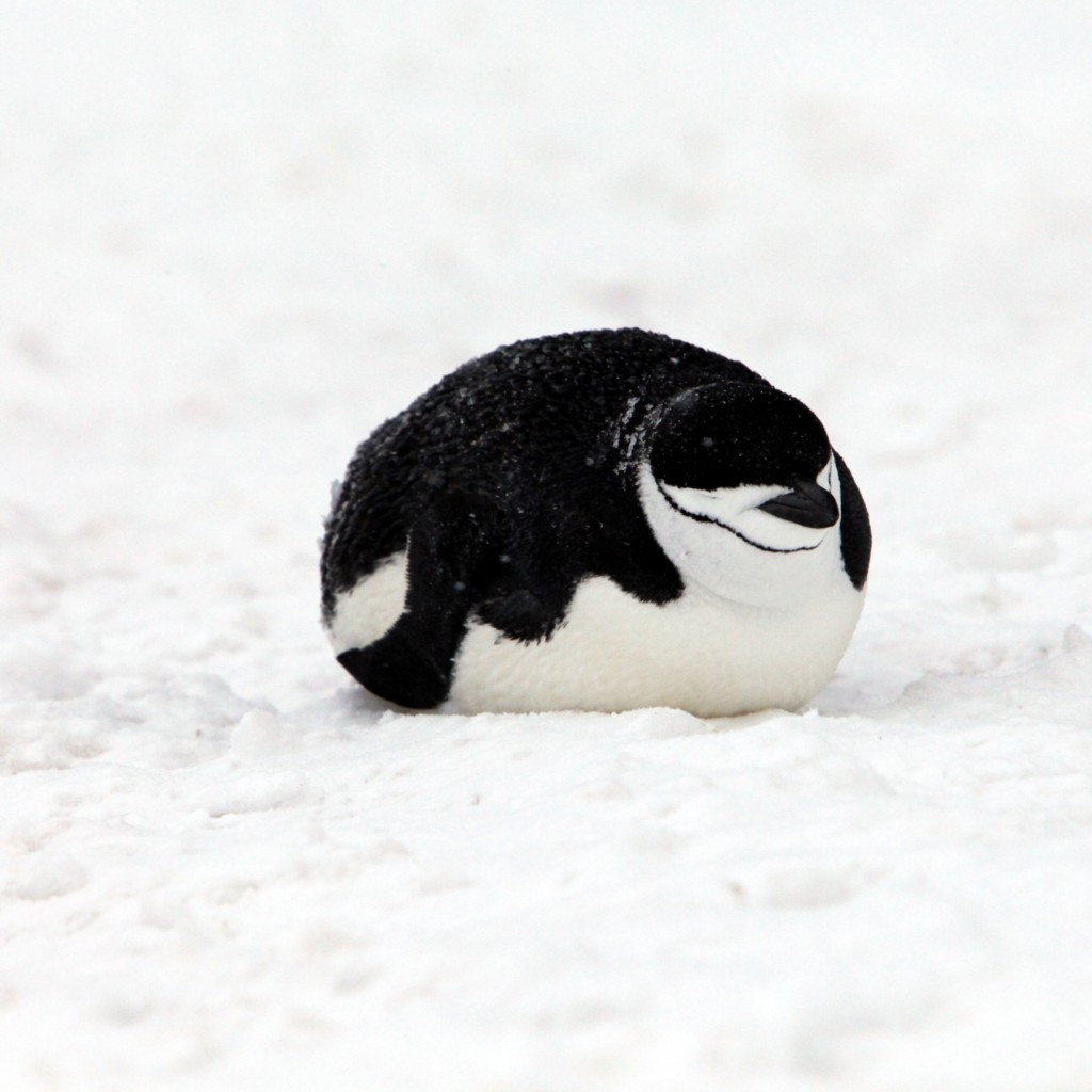 Antarctica05