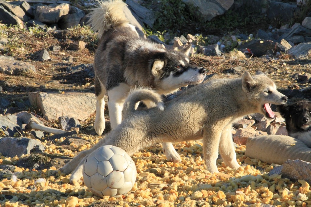 每個因努特人家庭都有自己的雪橇犬隊伍