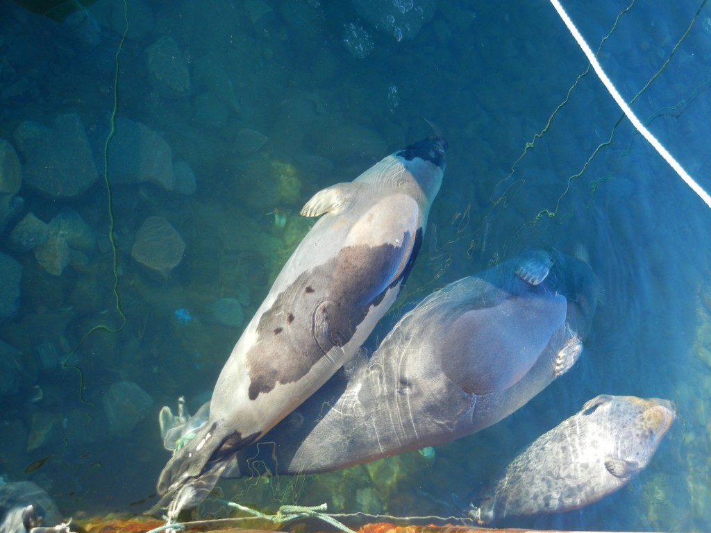 打獵到的海豹就擱在小碼頭,讓冰冷的海水將海豹肉自然保鮮