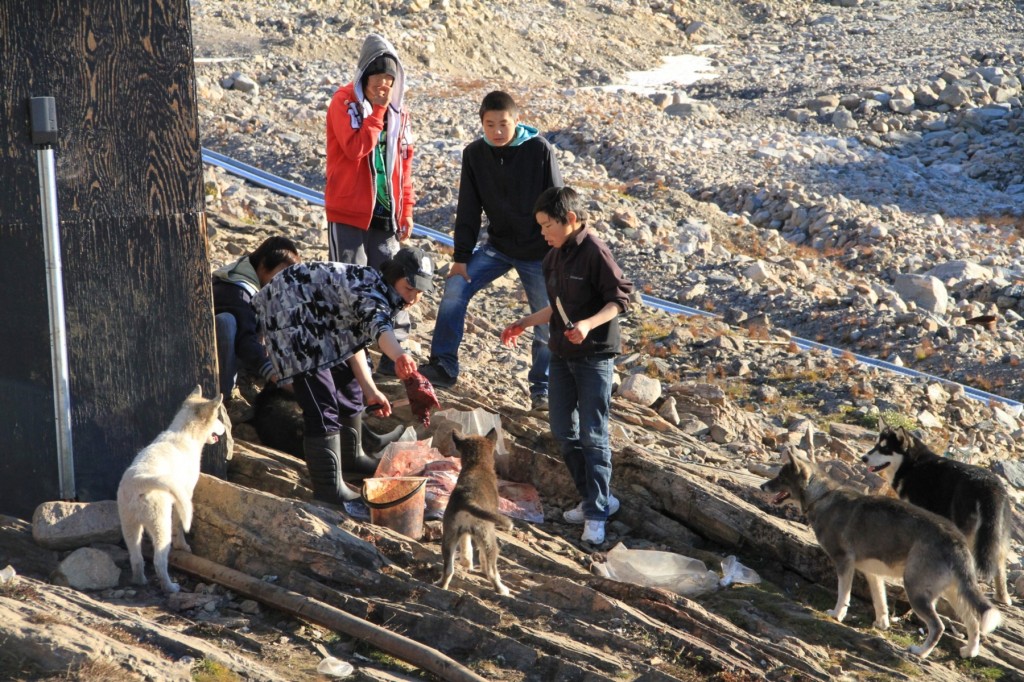 將整頭海豹斬件餵給雪橇犬,絕對難不到因努特人孩子們!細看他們的衣著打扮,時款得很。