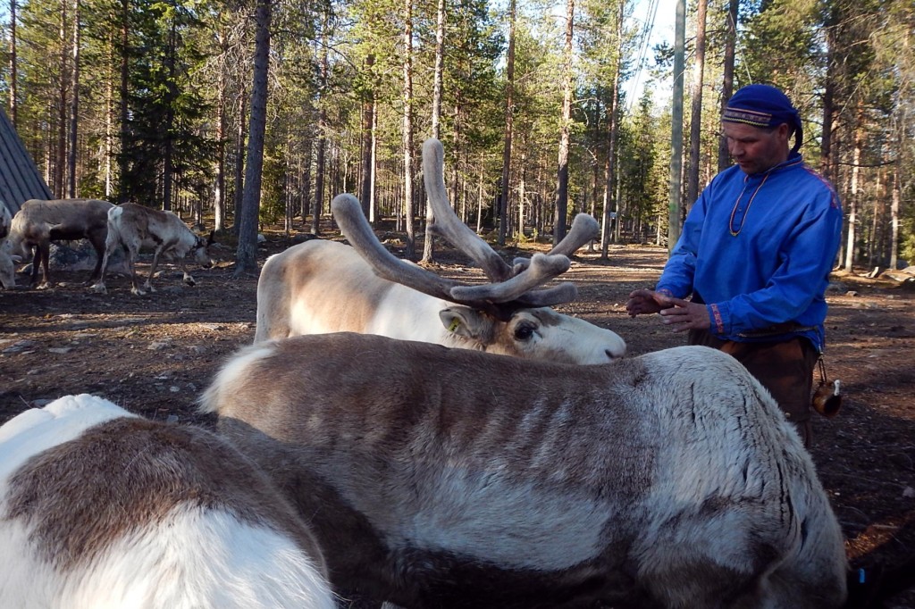 薩米人傳統上是馴鹿遊牧民族