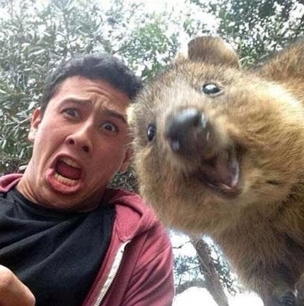 quokka