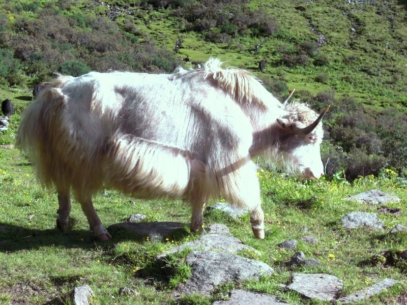 犛牛与藏族社会