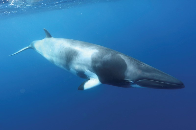 小须鲸 minke whale