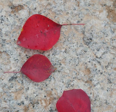 烏桕的紅葉