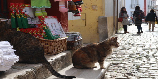 在街上逛著，不時會遇見小貓，牠們也活得很當地人，很慵懶。