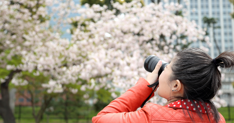 a girl is taking photo with Sakura